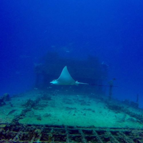 Diving-Shipwreck-3.jpeg
