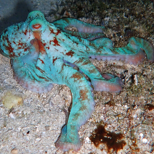 night dive