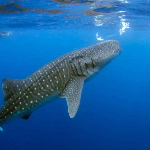 Whale sharks Cancun