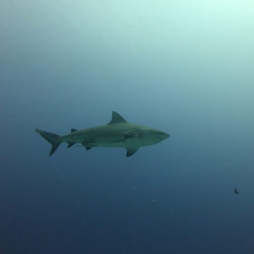 bull shark